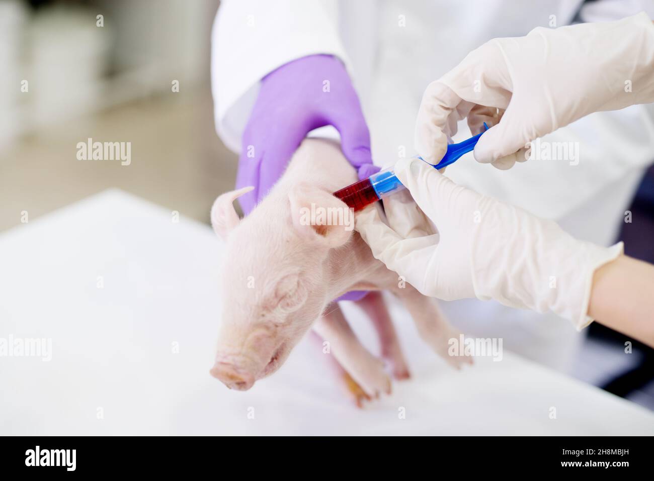 Pig examination at laboratory. Healthcare industry, veterinarian ...