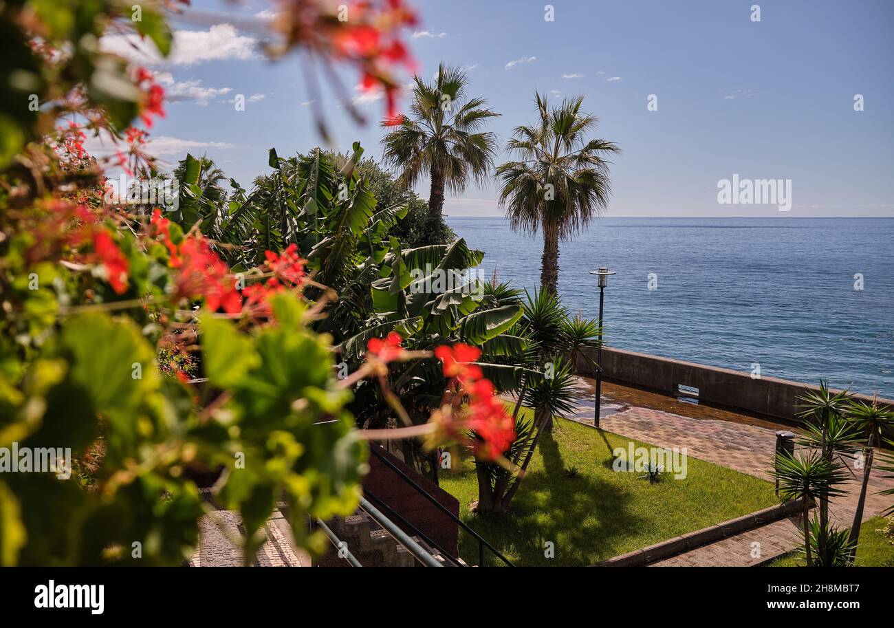 Madeira Island wild flowers Stock Photo - Alamy