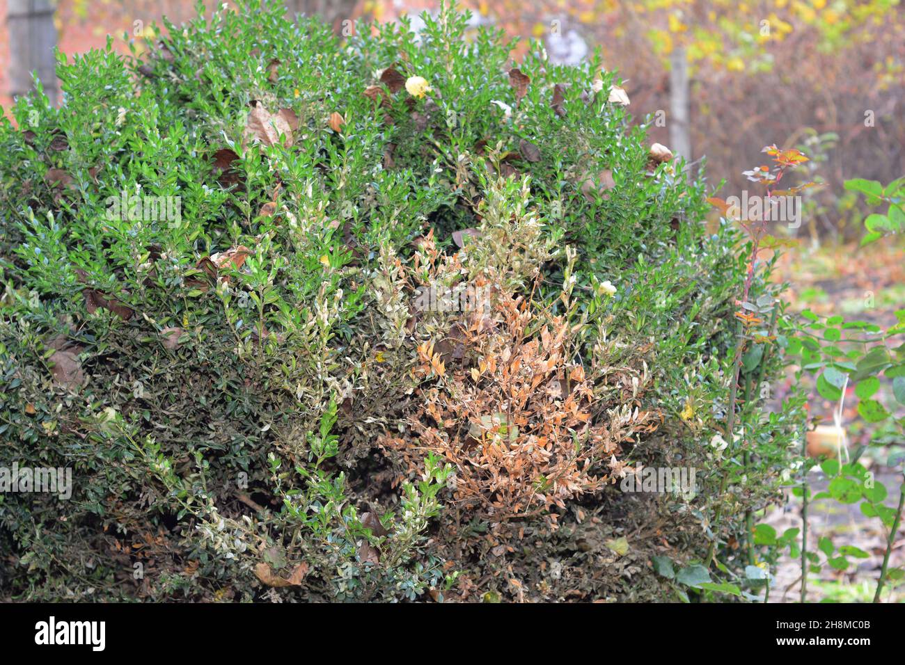 Boxwood, buxus blight disease, or boxwood leafminer spreading. A large ill boxwood bush with brown spots and patches. Stock Photo