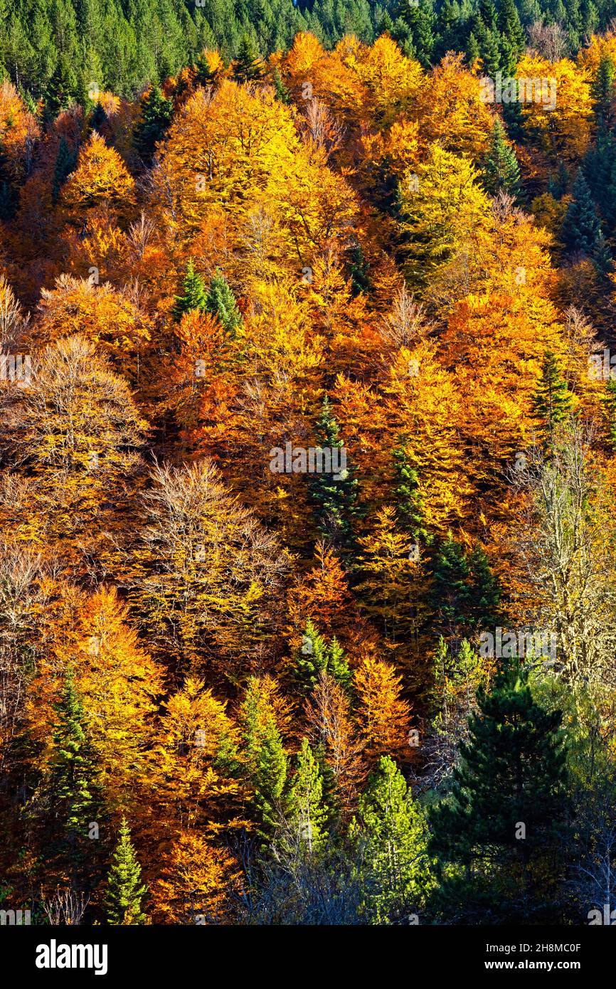 Autumn in Aspropotamos region, Trikala, Thessaly, Greece. View from Stefani village (old name "Skliniasa") at an altitude of around 1400 metres. Stock Photo