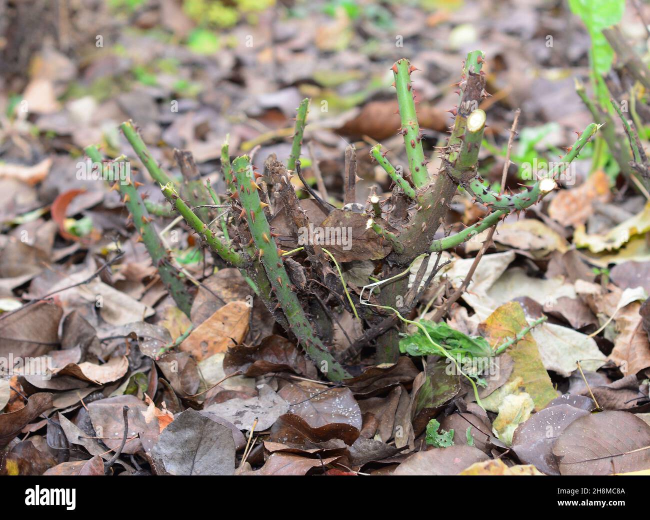 A pruned rose bush covered with dry fallen leaves in autumn. A rose ...
