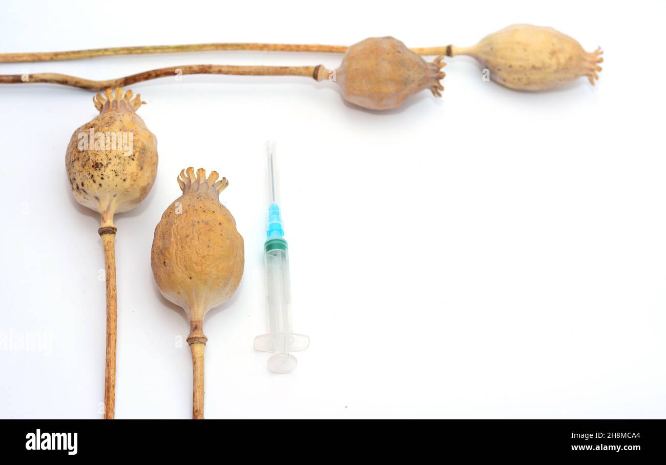 Narcotics in opium poppy concept. A close-up of opium poppy heads with a syringe to inject opium poppy drugs. Stock Photo