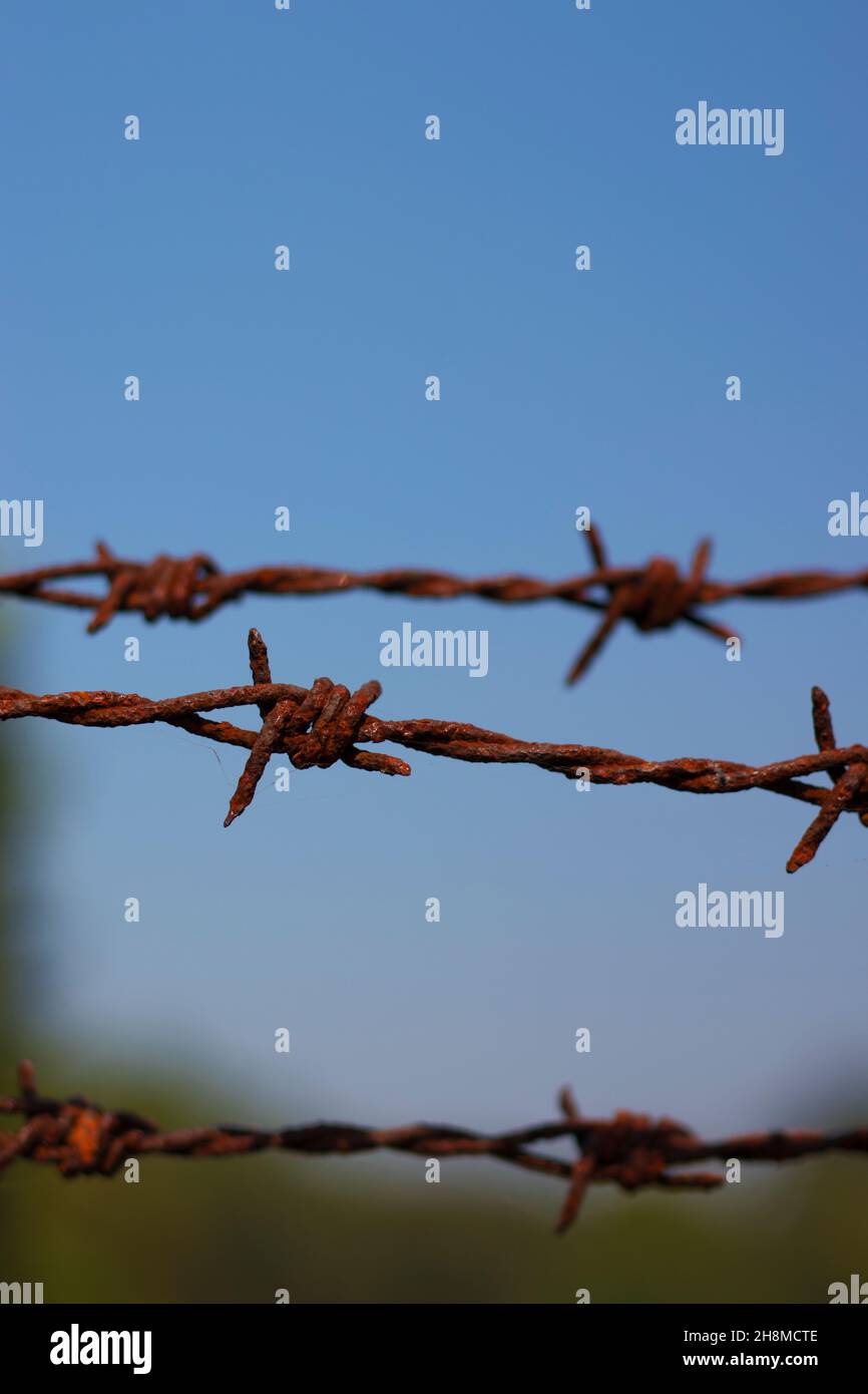 selective focus of barbed wire.human rights day.concept image. Stock Photo