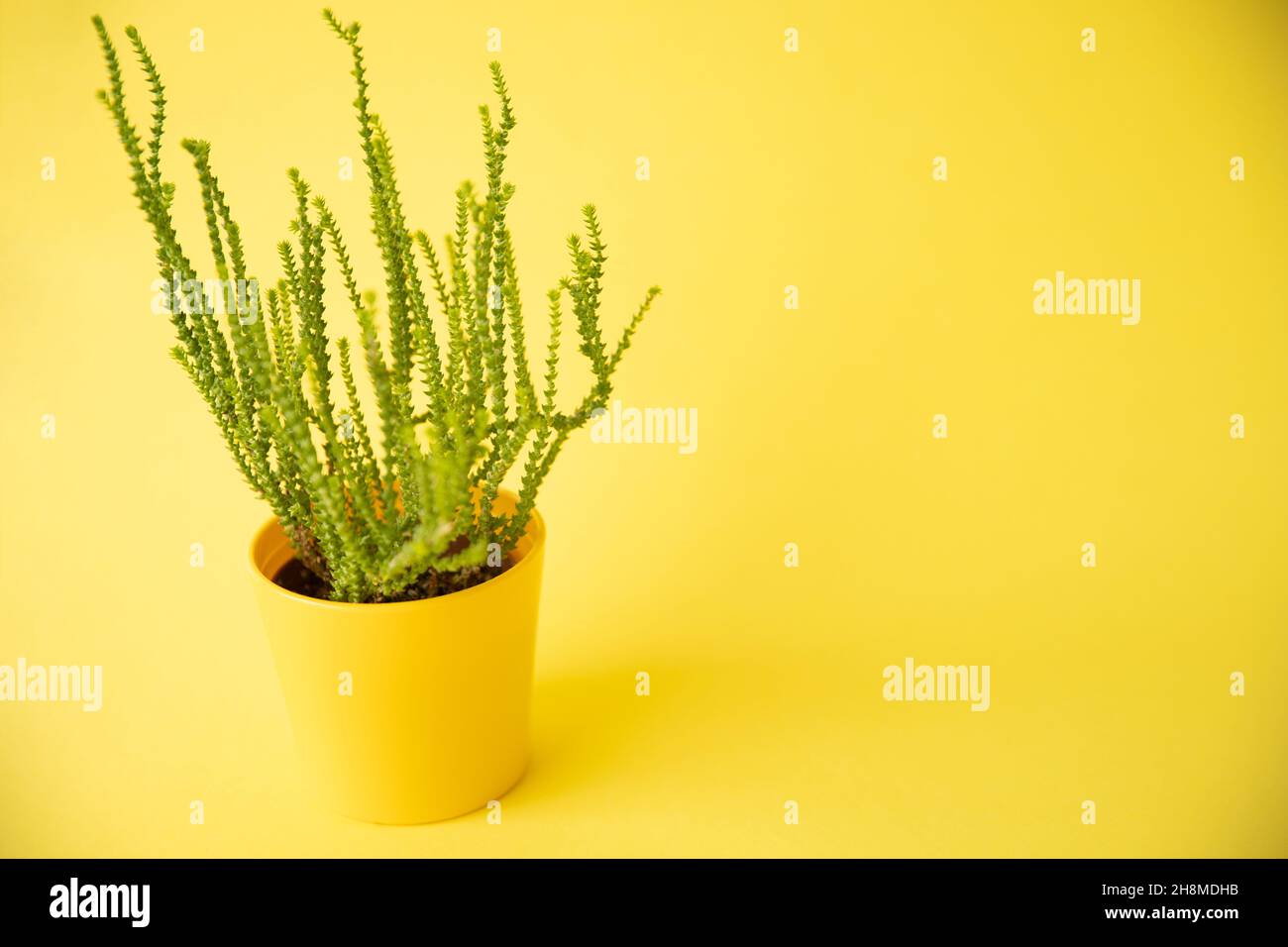 A flower with a green stem in a yellow pot on a yellow background Stock Photo