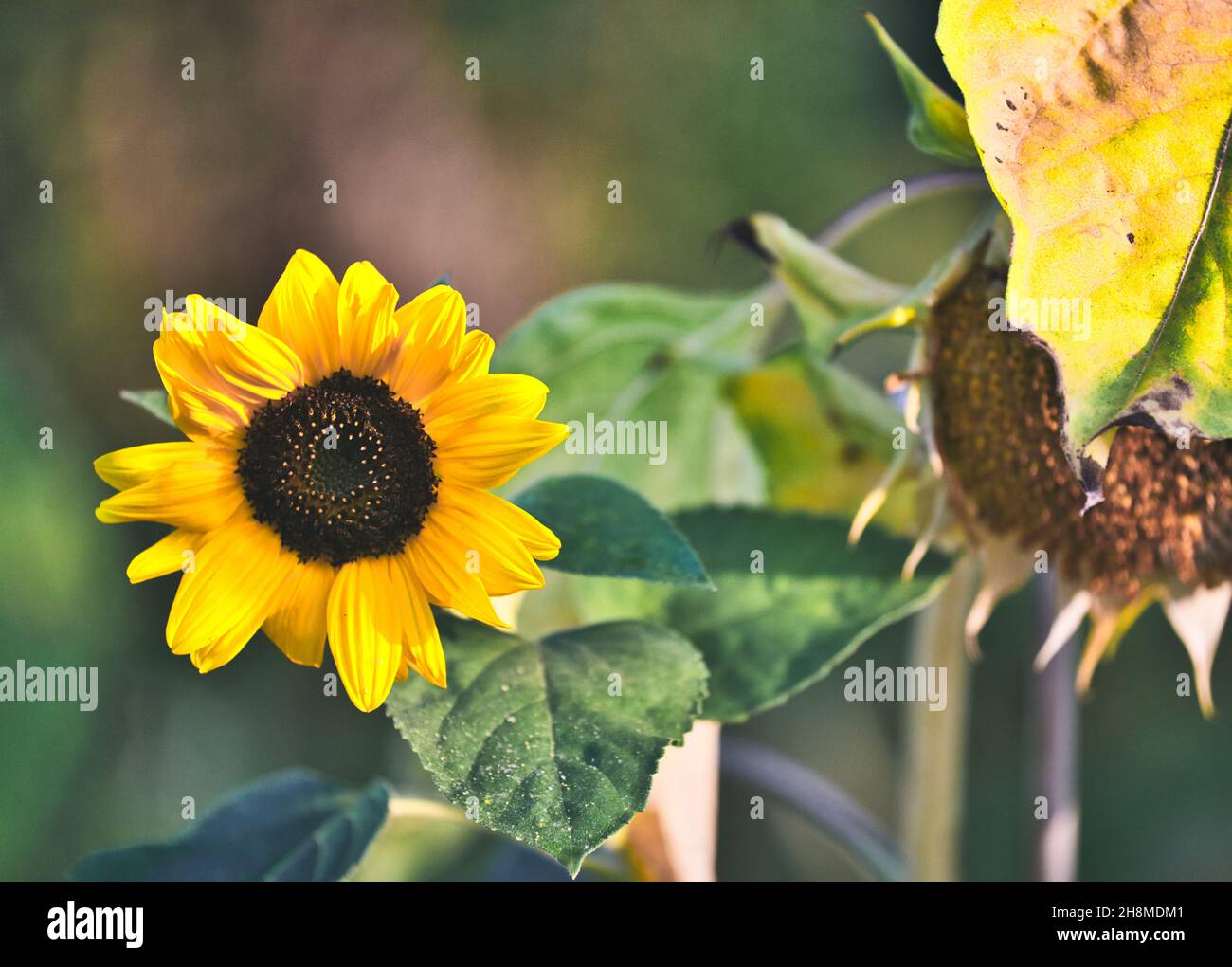 Two sunflowers (Helianthus Annuus) one vibrant in bloom and one wilting. Concept of opposites Stock Photo