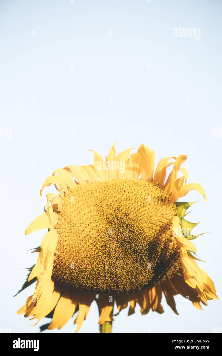 Close up head of giant wilting sunflower on white background. Concept of decay, dying Stock Photo
