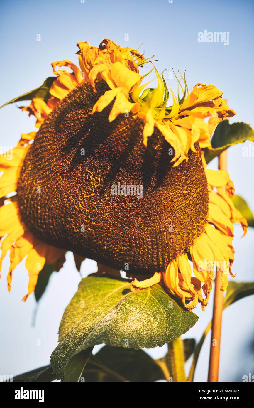 Head of giant wilting withering sunflower (Helianthus Annuus). Concept of decay, dying Stock Photo