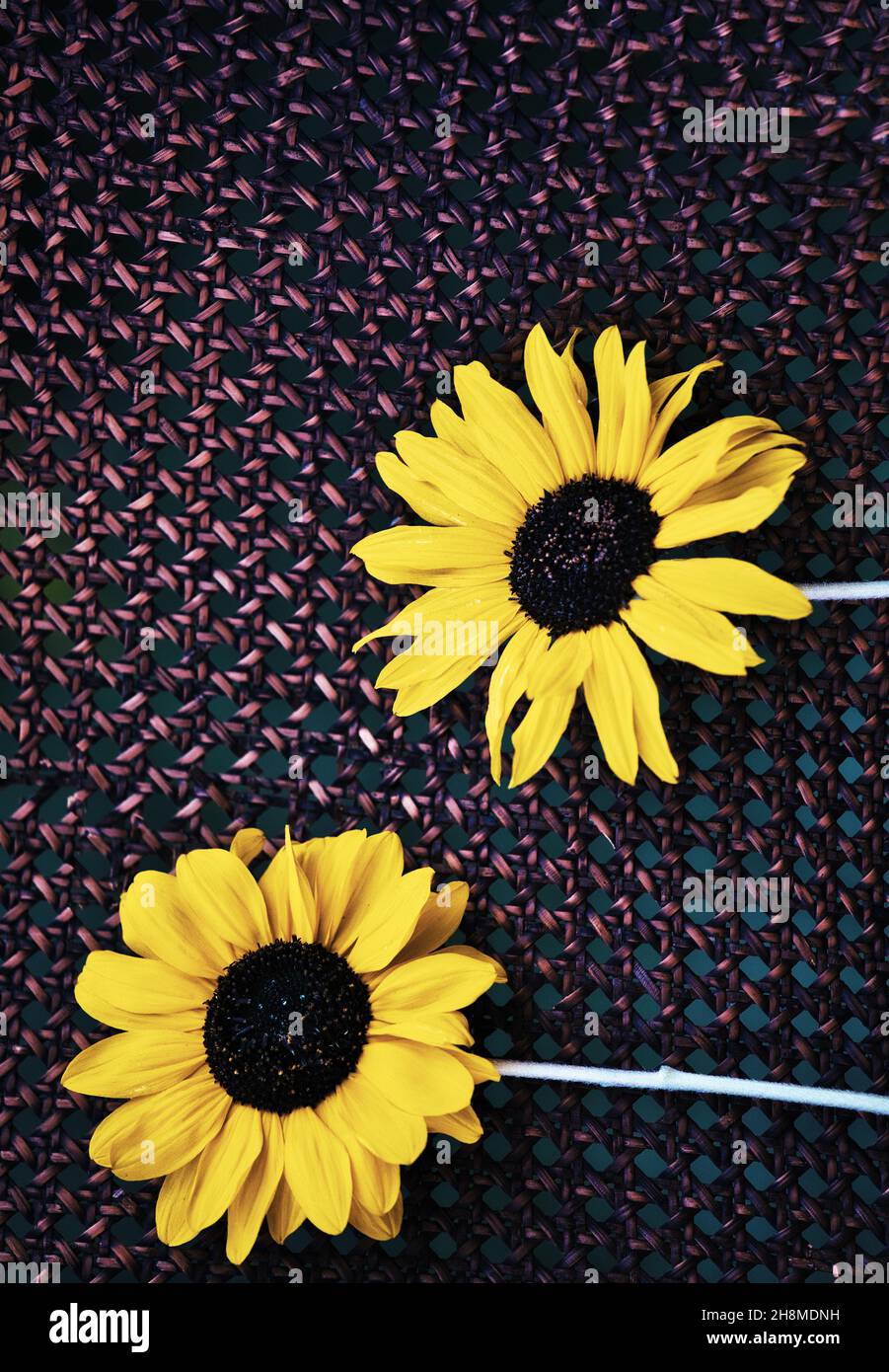 Two cut sunflowers against wicker woven background. Concept of togetherness, teamwork, friendship Stock Photo