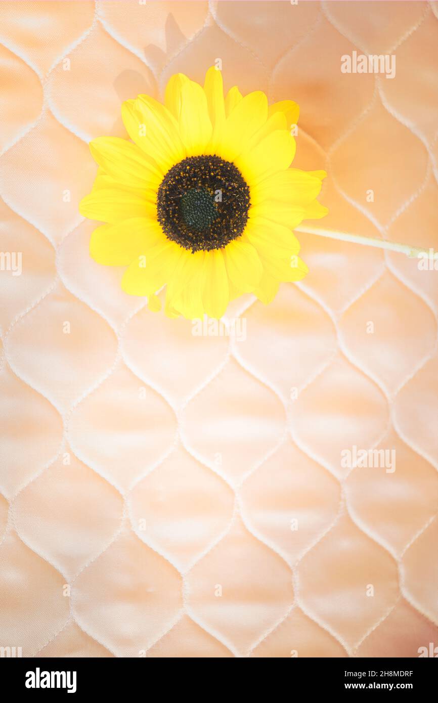 Close up of vivid sunflower in old fashioned quilted suitcase. Concept of positivity, happiness, optimism Stock Photo