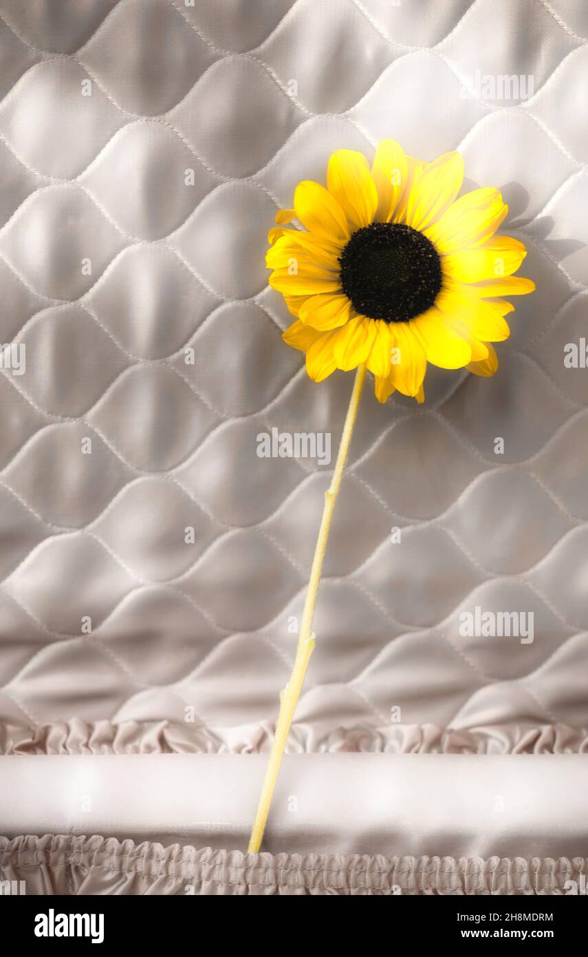 Cut sunflower in pocket of quilted old fashioned suitcase. Concept of nostalgia, fragility, optimism Stock Photo