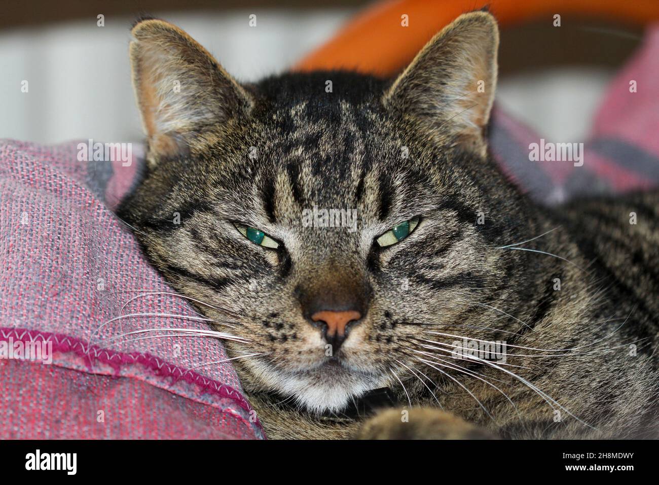 Cat laying around hires stock photography and images Alamy