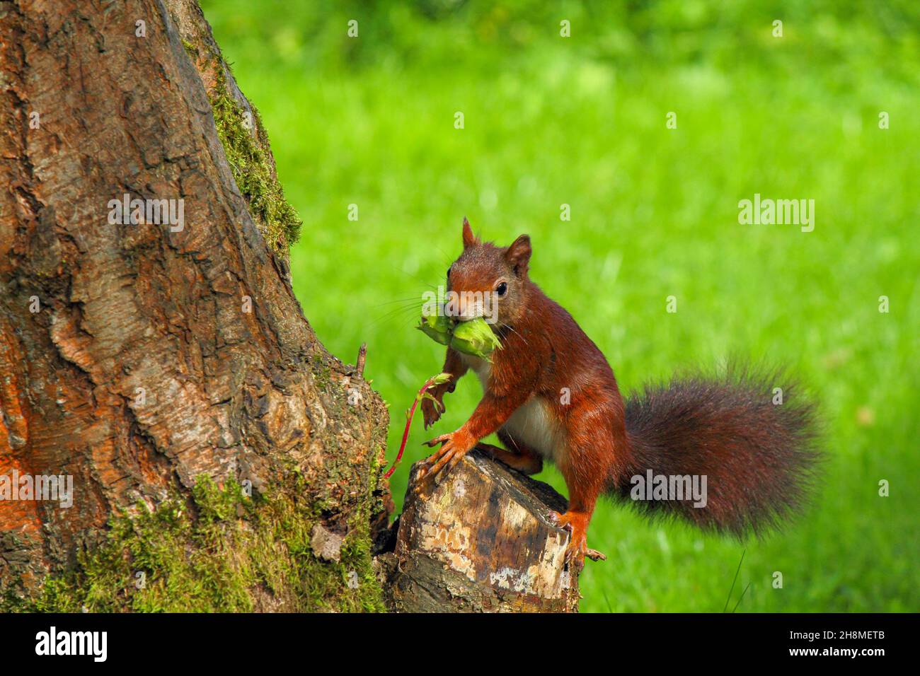 A busy squirrel gathering nuts from a hazelnut tree Stock Photo - Alamy