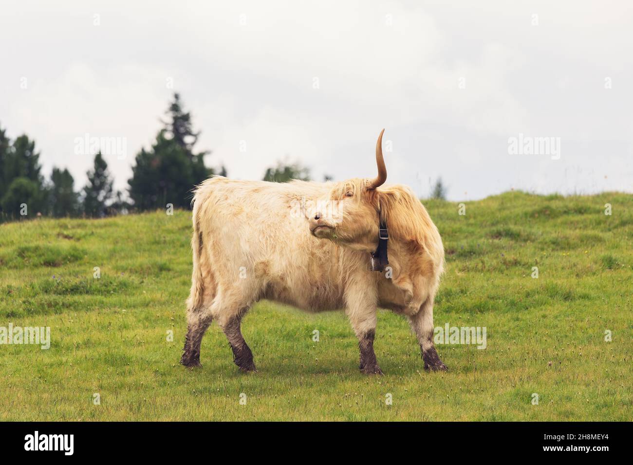 Young white female yak scratching her side with her horns in the pasture Stock Photo
