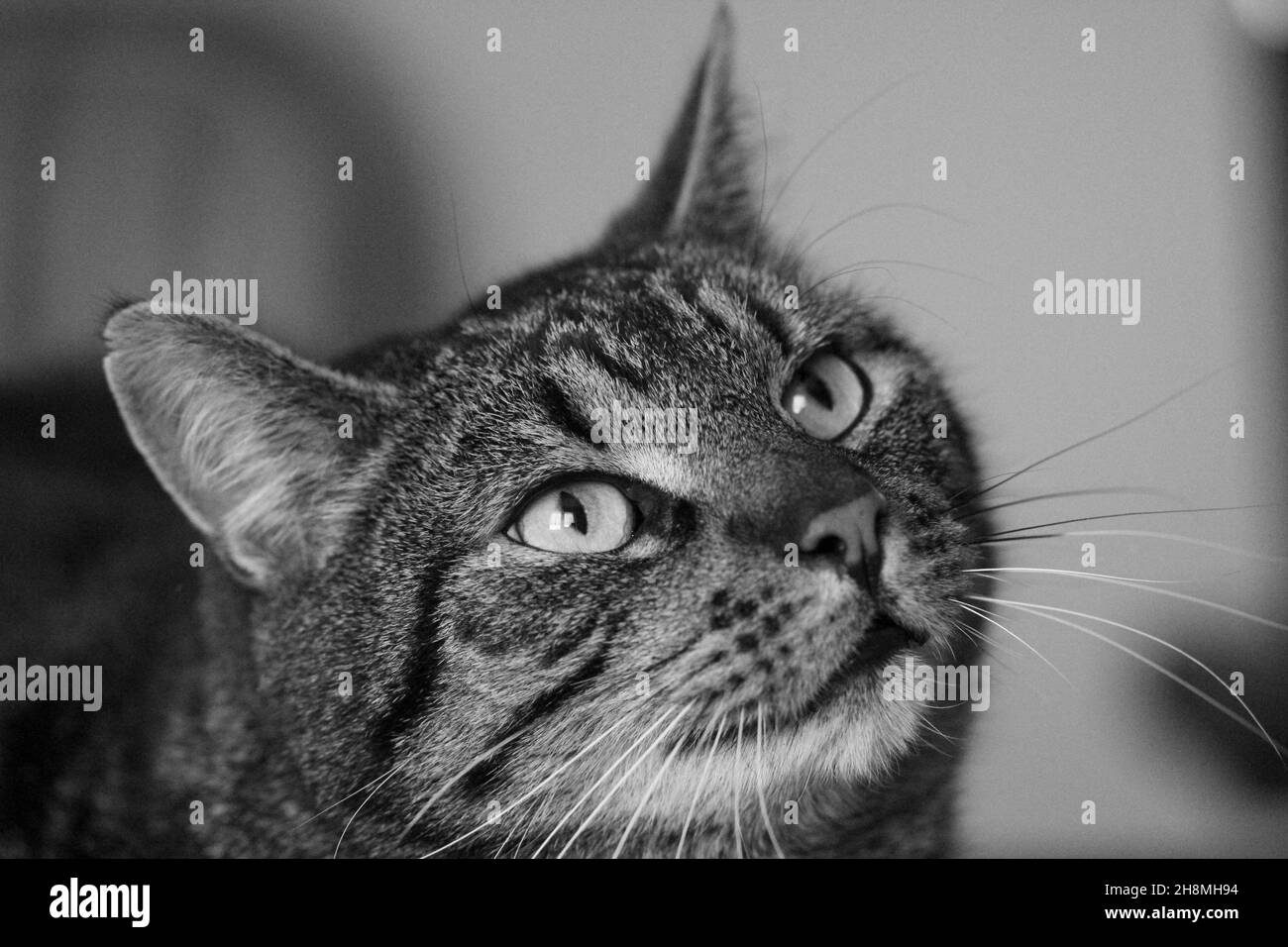 Page 8 Felix The Cat High Resolution Stock Photography And Images Alamy