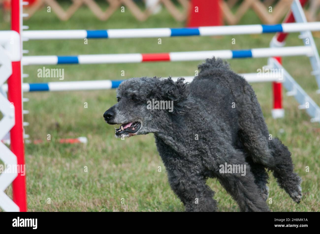 Standard Poodle clearing hurdle during agility competition Stock Photo