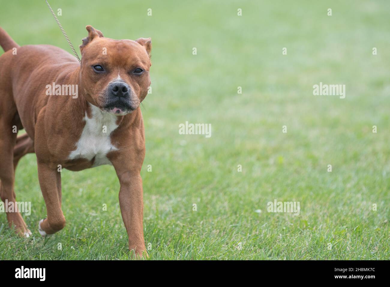 Brown Staffordshire Bull Terrier Walking In Dog Show Ring Stock Photo ...