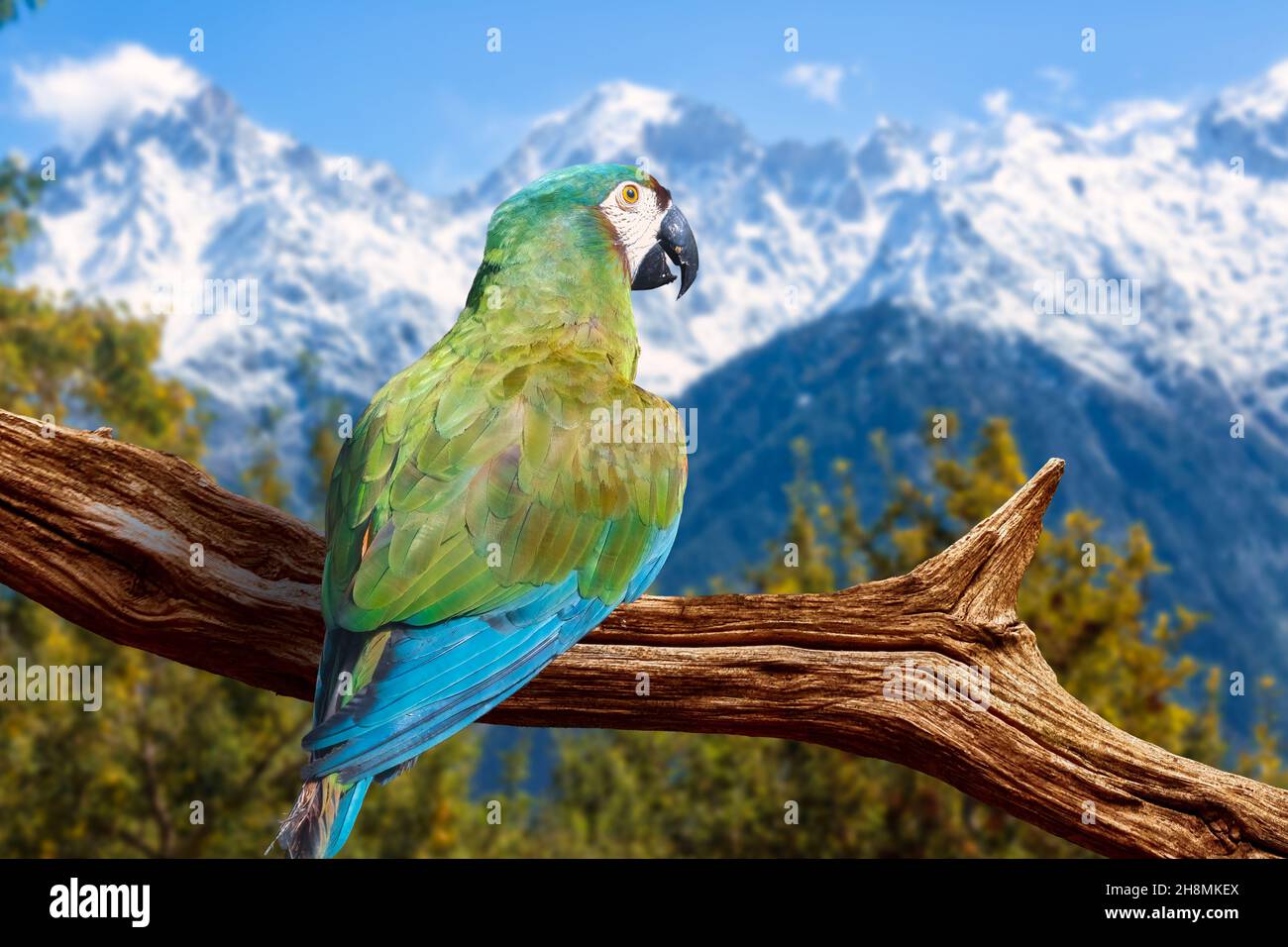 Himalayan mountain birds perched on a tree branch with scenic landscape at Kalpa Himachal Pradesh, India Stock Photo