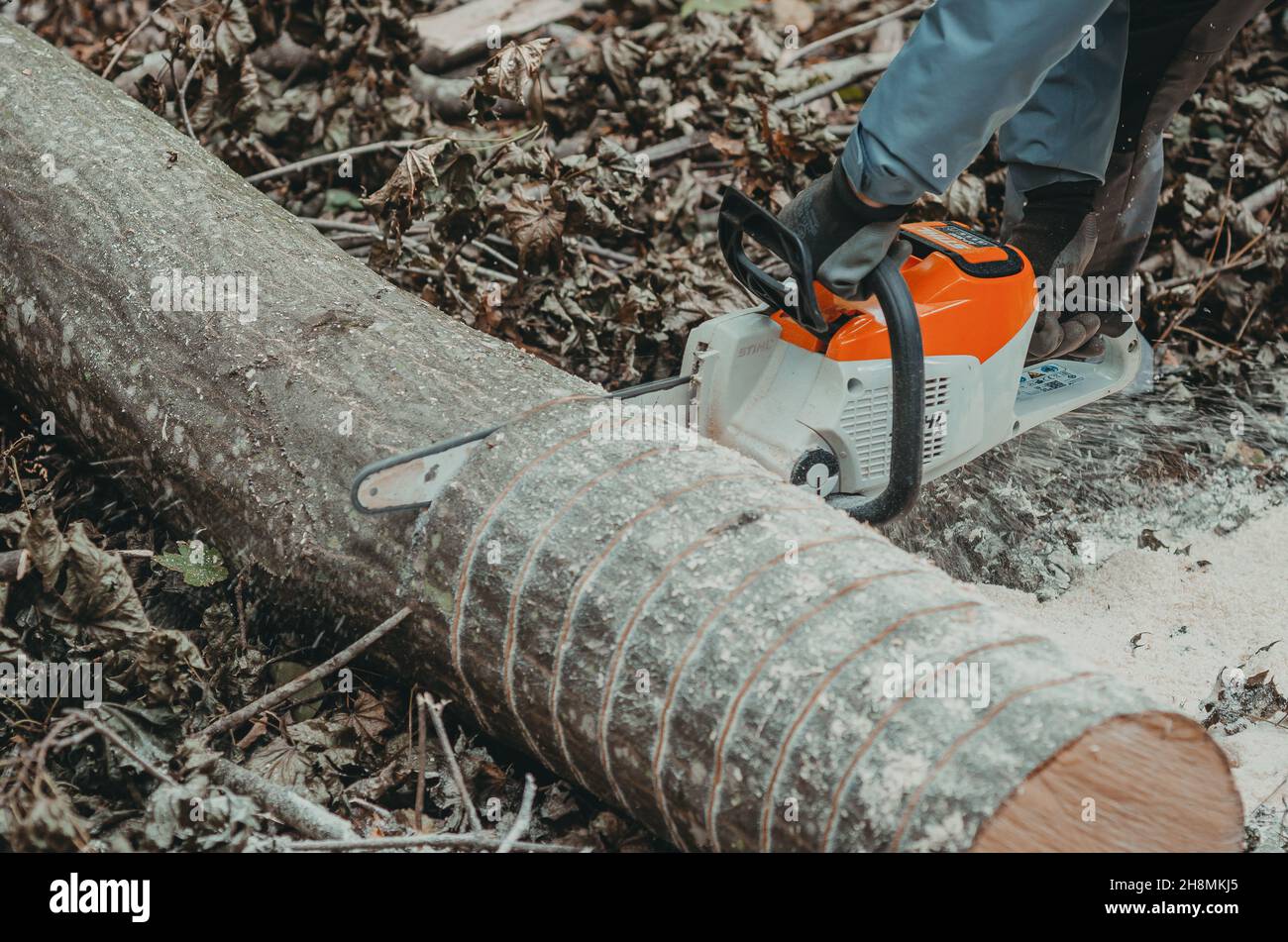 Tree trunk. Marked tree for cutting. Chainsaw Stock Photo