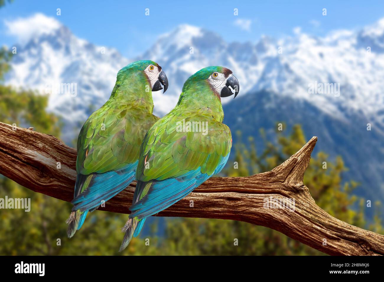 Himalayan mountain birds perched on a tree branch with scenic landscape at Kalpa Himachal Pradesh, India Stock Photo