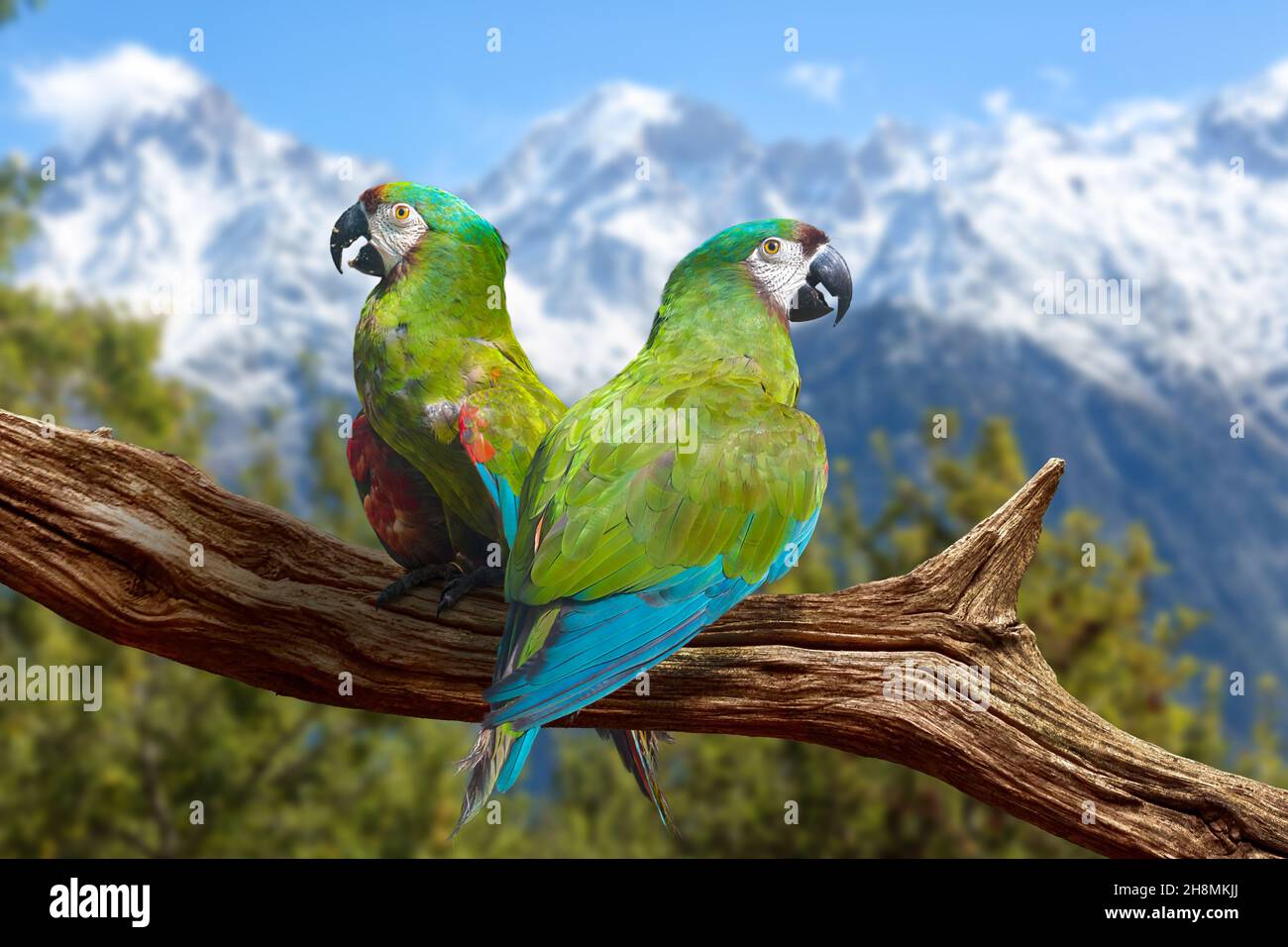 Himalayan mountain birds perched on a tree branch with scenic landscape at Kalpa Himachal Pradesh, India Stock Photo