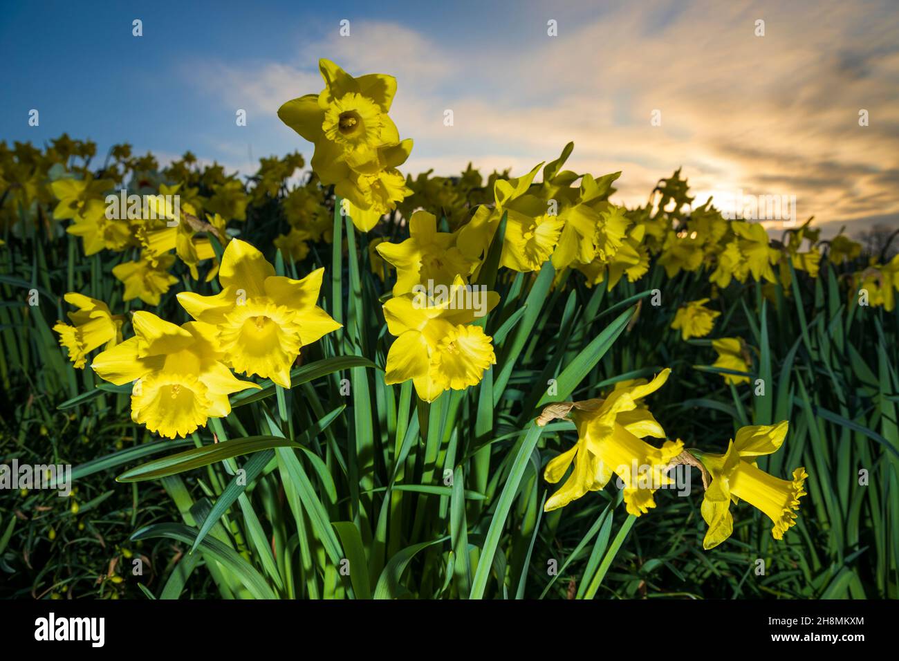 Daffodils growing against sunrise sky, Hampshire, England, United