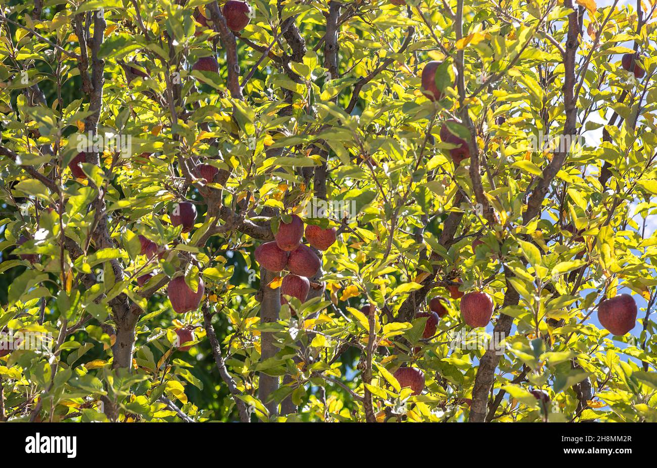 Ripe apples hanging from a tree in an orchard at Kalpa Himachal Pradesh, India Stock Photo
