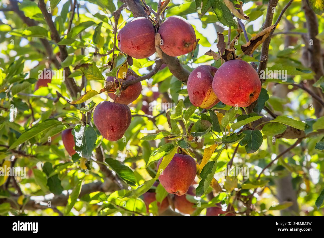 Apple orchard kalpa himachal pradesh hi-res stock photography and images -  Alamy