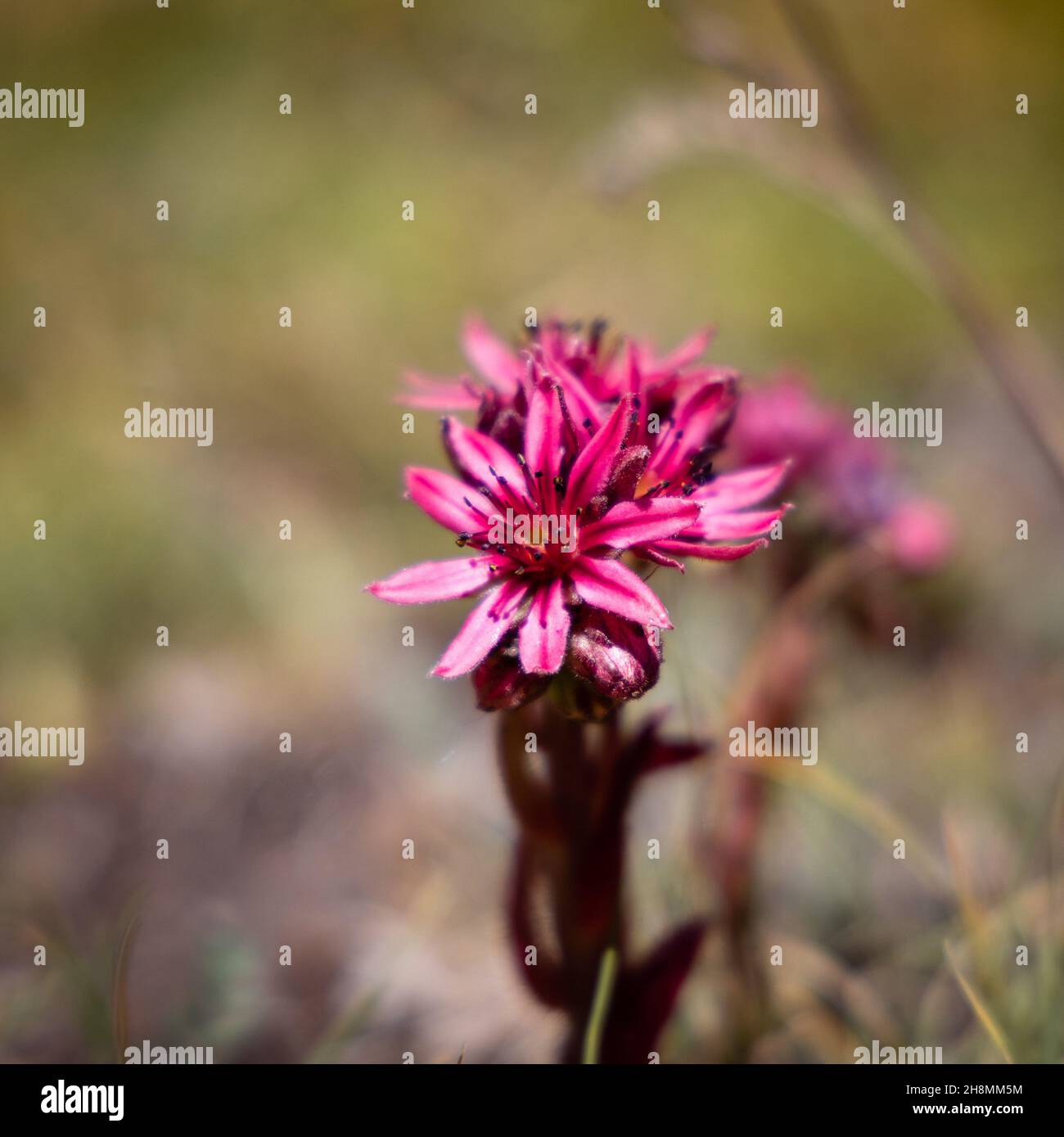 Selective focus shot of a pink barnadesia flower Stock Photo