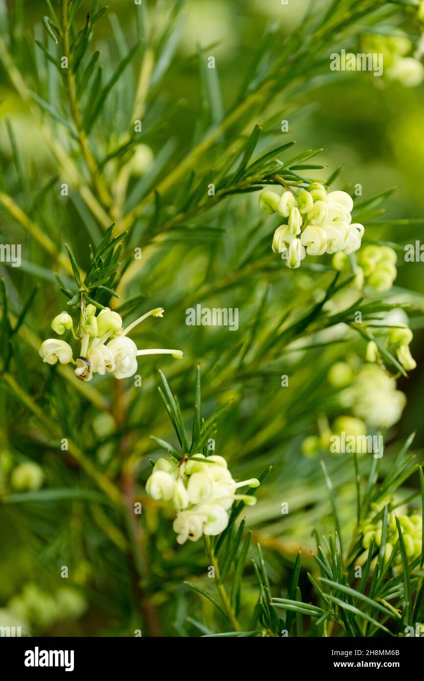 Grevillea gracilis 'Alba', Spider Flower. Dense racemes of bright white flowers with a yellowish tint Stock Photo
