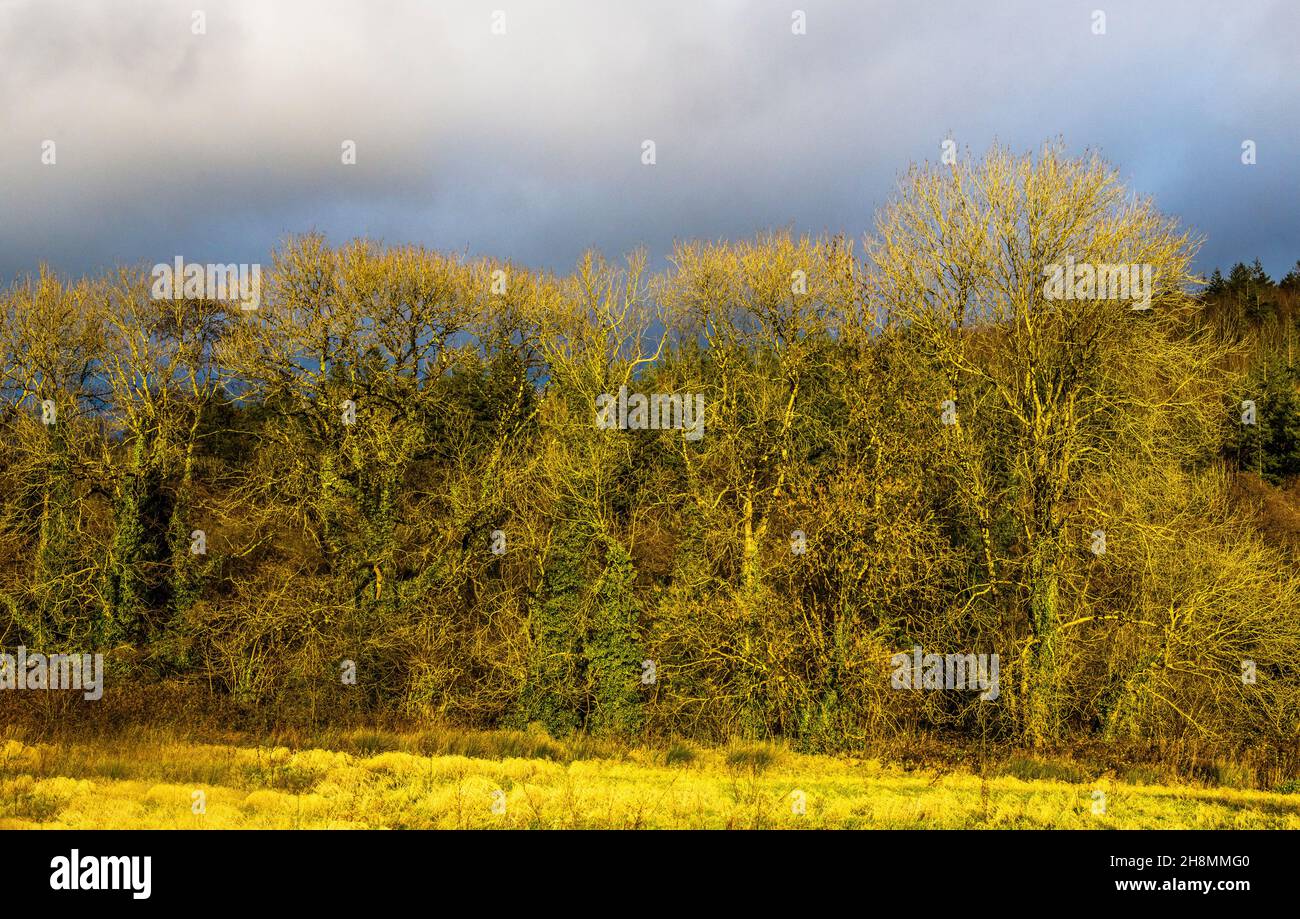 A line of winter trees photographed in January sunshine with a brooding sky behind - out in the countryside Stock Photo