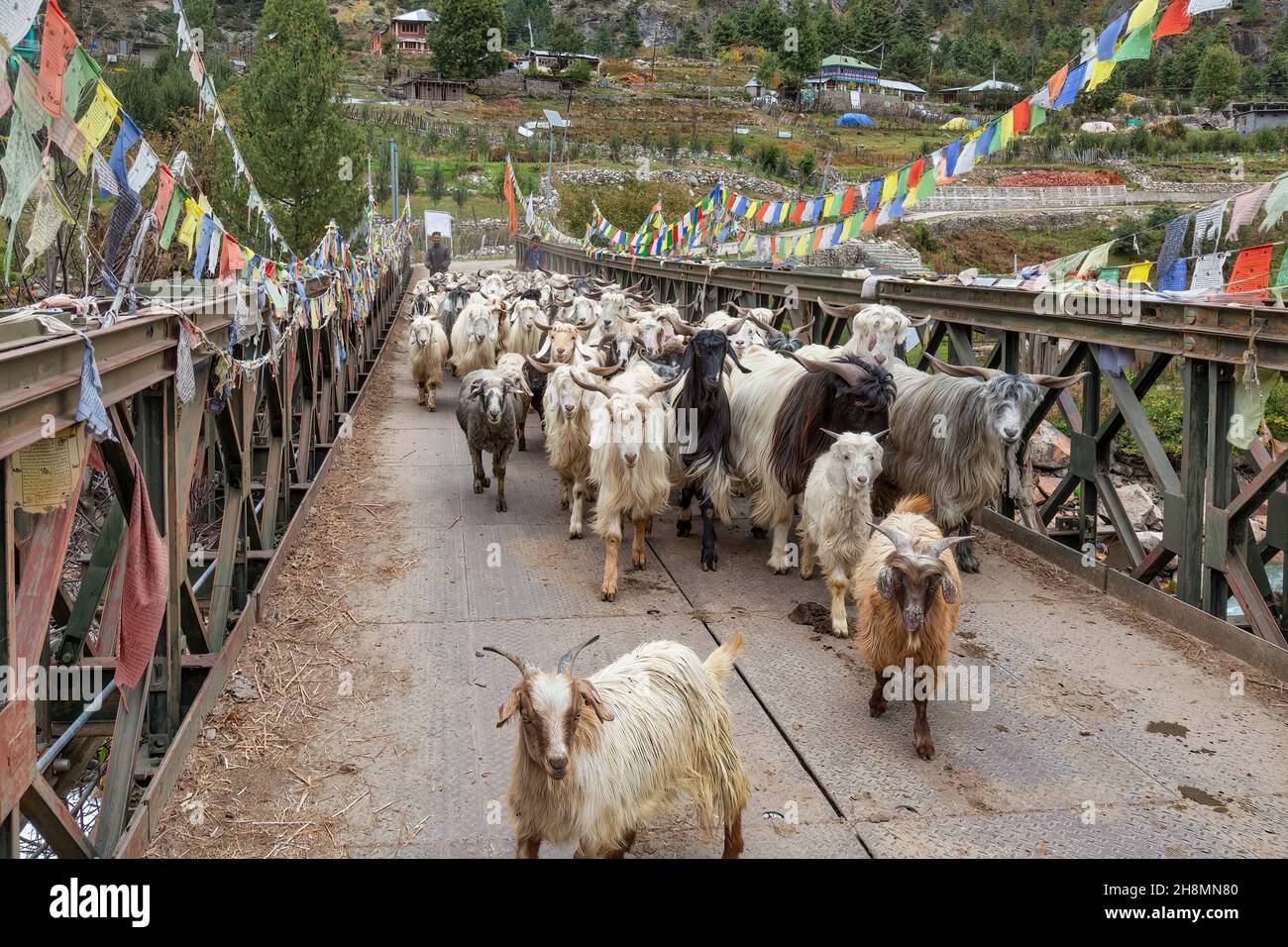 Herd of mountain goats taken for grazing, cross a bridge on river Baspa at Rakchham Himachal Pradesh, India Stock Photo