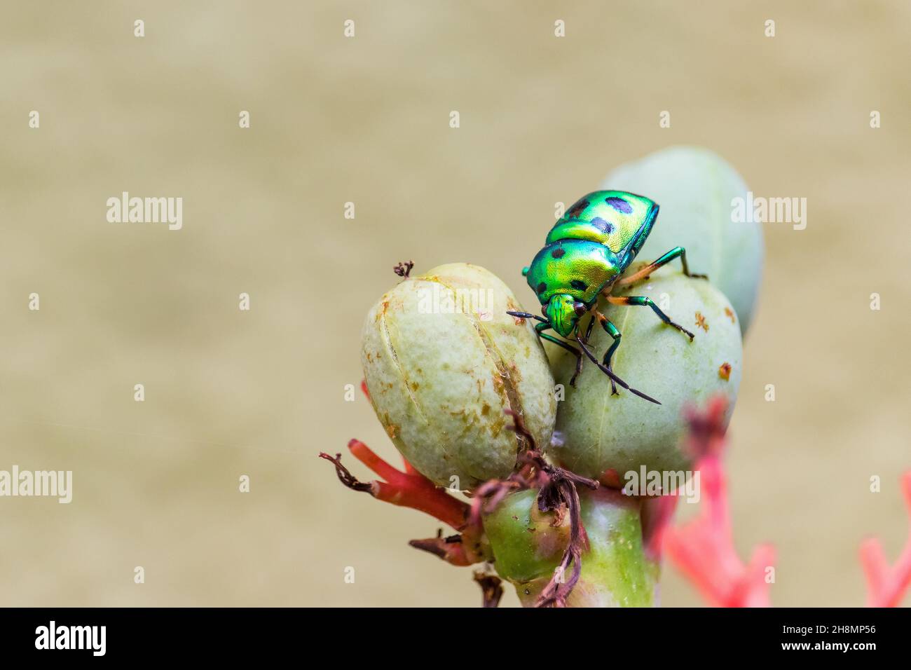Chrysocoris stollii. Indian Green jewel bug. Green beetle Stock Photo