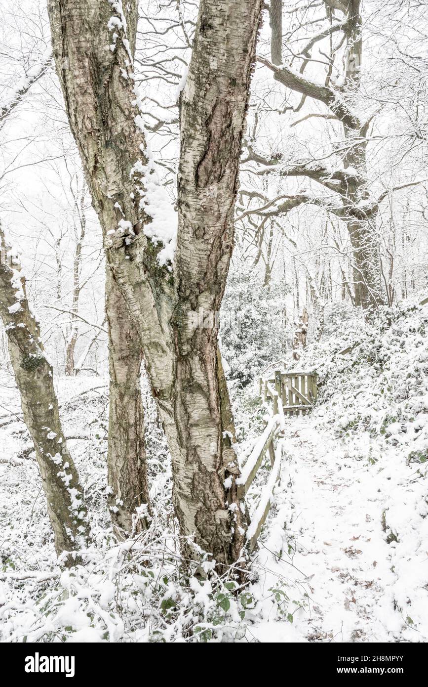 Footpath in a winter woodland in the English countryside. Silver Birch bark in the foreground. A small gate leads into the wood. Stock Photo