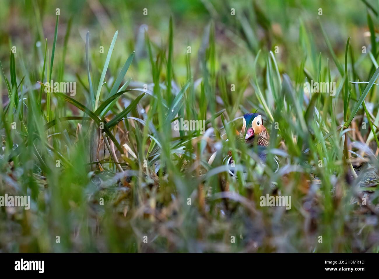 Mandarin ducks (Aix galericulata), hiding in the green, Bochum, North Rhine-Westphalia, Germany Stock Photo
