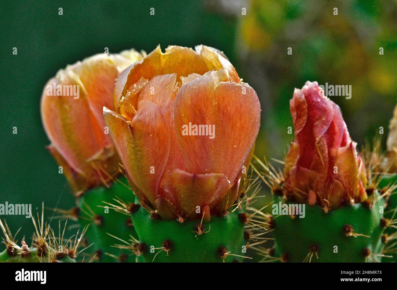 Chumbos flowers, higos chumbos, cactus (cactaceae) pear (Opuntia ficus-indicaÂ ) nopales (Opuntia), Mexico, Mexican tropical fruit, Mexican cuisine Stock Photo