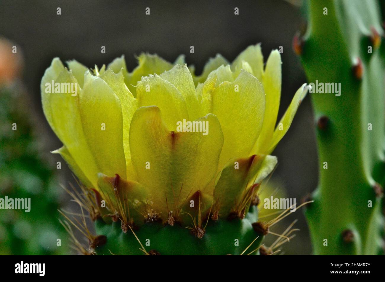 Chumbos flowers, Higos Chumbos, cactus (Cactaceae) pear (Opuntia ficus-indica) nopales (Opuntia), Mexico, Mexican tropical fruit, Mexican cuisine Stock Photo