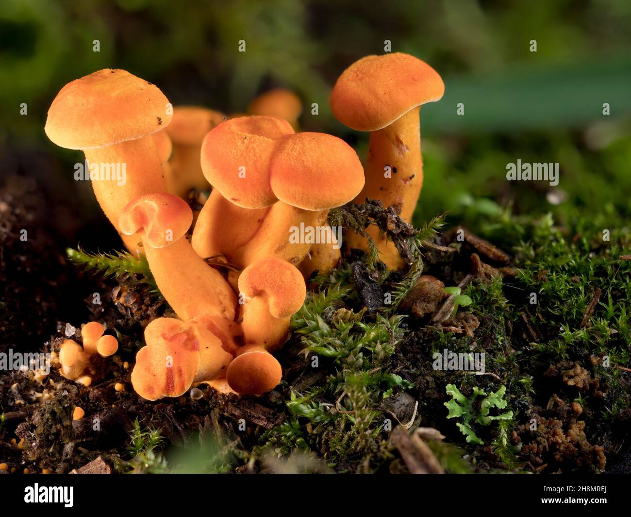 Chanterelles (Cantharellus cibarius) young mushroom group in moss on