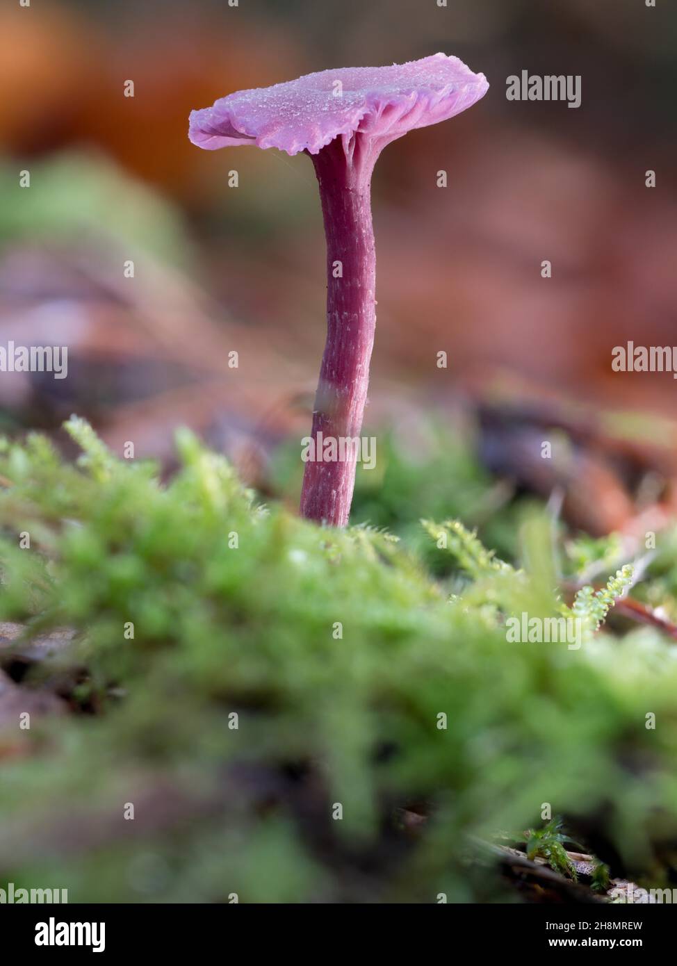 Pink waxcap (Hygrocybe calyptriformis) in moss on forest floor, North Rhine-Westphalia, Germany Stock Photo