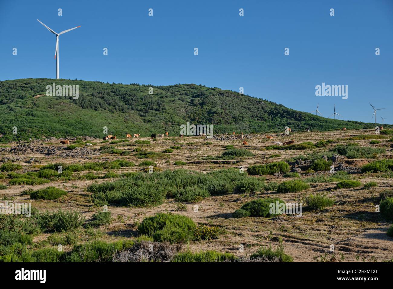 Wind power Energy - Madeira Island, Portugal Stock Photo - Alamy