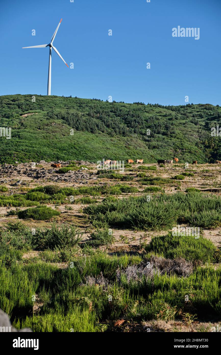 Wind power Energy - Madeira Island, Portugal Stock Photo