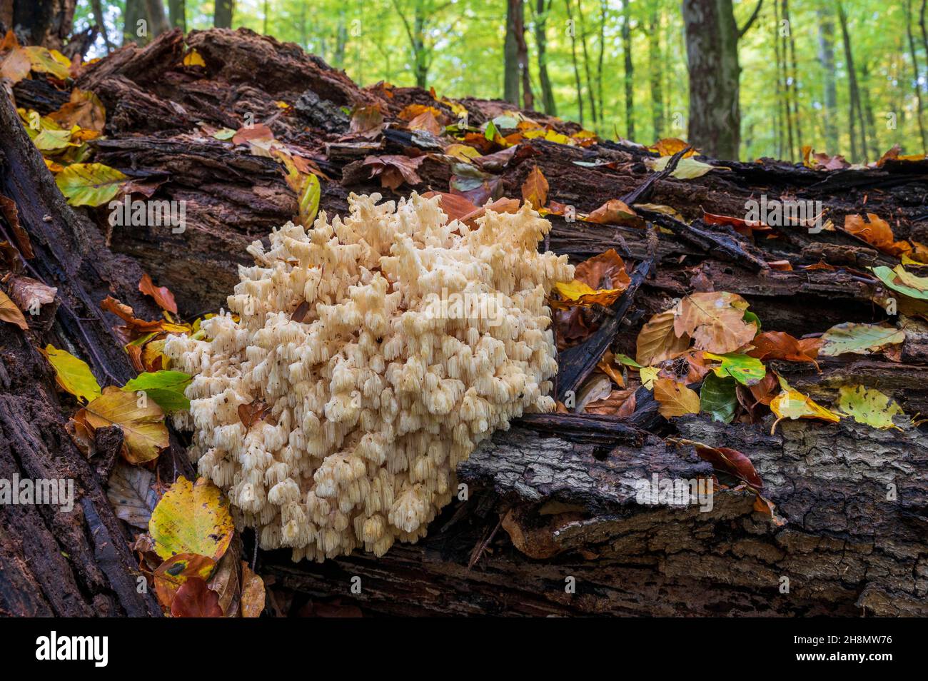 Bear's head (Hericium coralloides), Hesse Stock Photo
