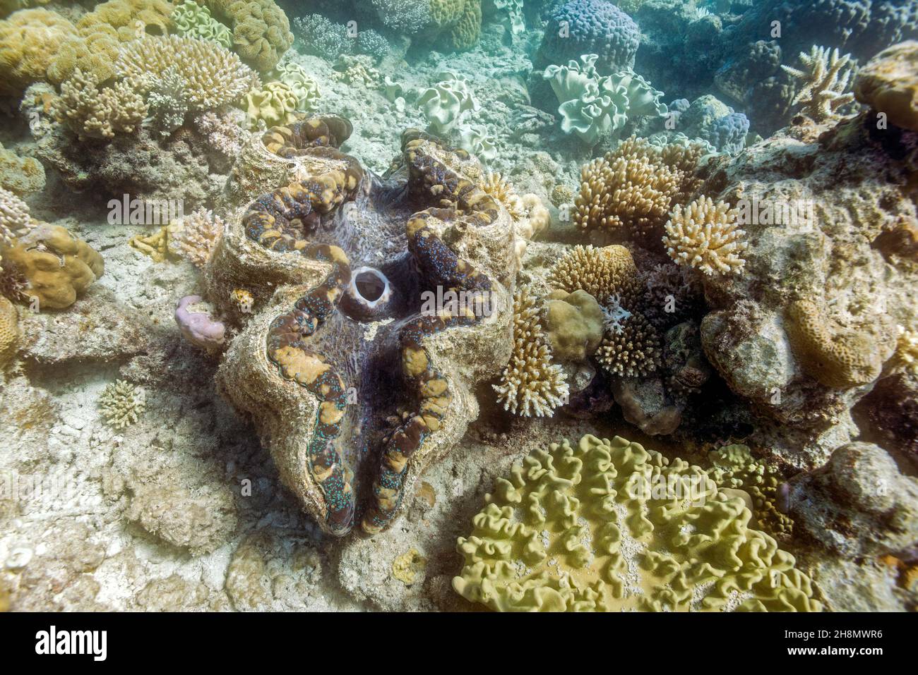 Griant clam, Tridacna gigas, Lizard island, Great Barrier Reef, Australia Stock Photo