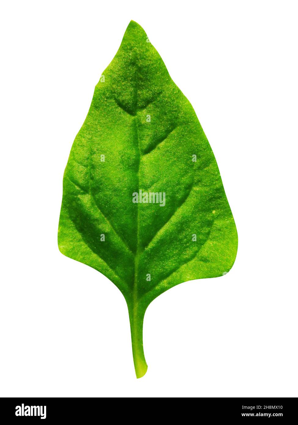 Spinach leaf isolated on white background Stock Photo - Alamy