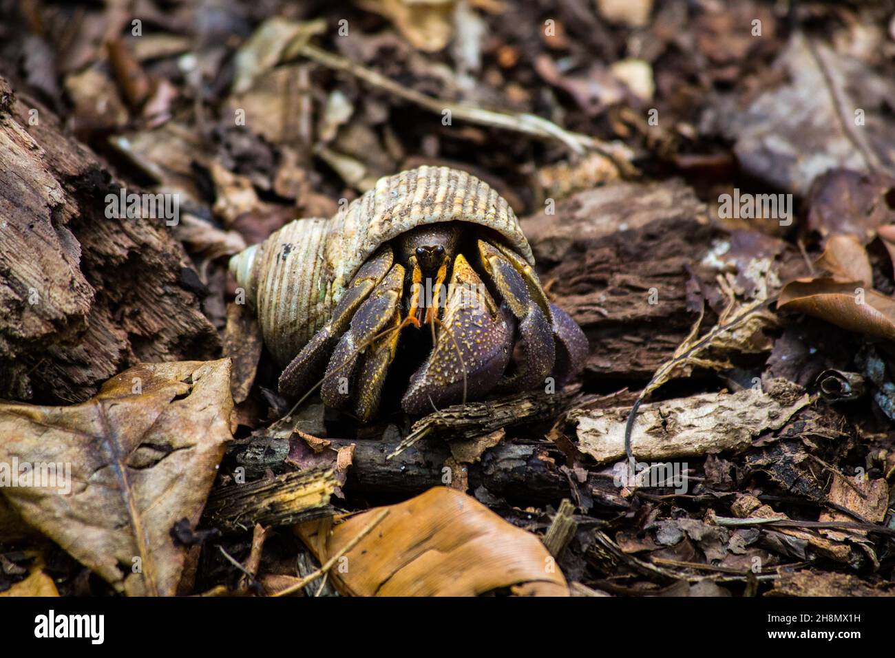 Land hermit crab, Coenobita rugosus, Nature Reserve, Cousin Island, Seychelles, Cousin, Seychelles Stock Photo