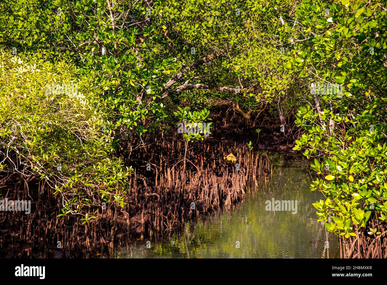 Mangroves in the Barbarons Coastal Wetland, Mahe, Seychelles, Mahe ...