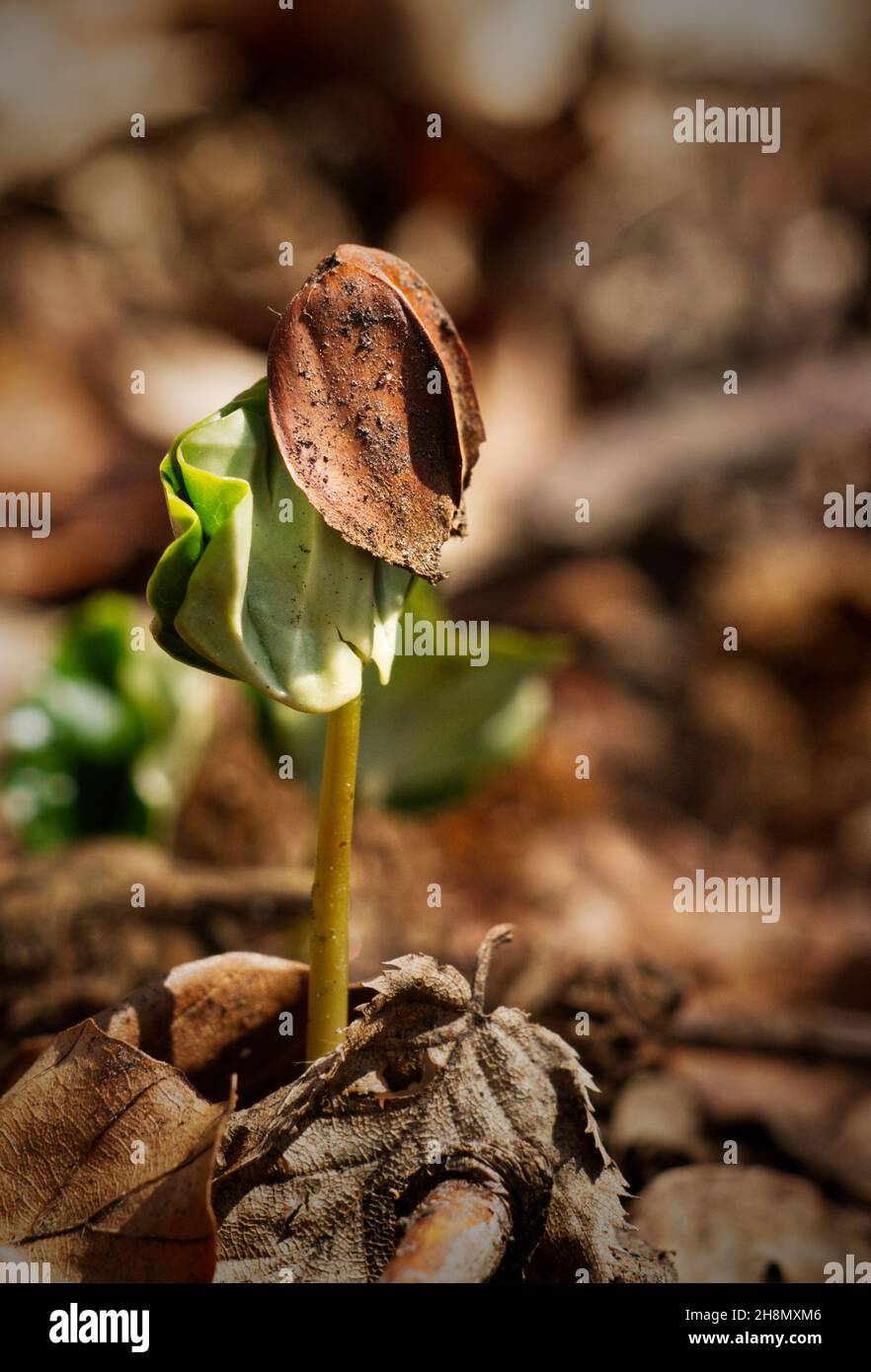 sprouting tree from grain in spring Stock Photo Alamy