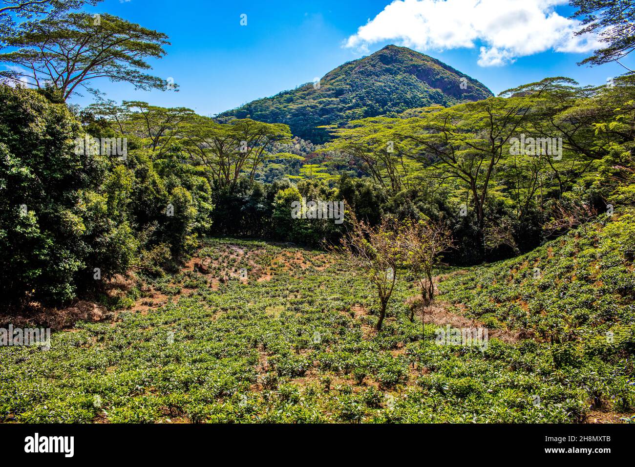 Tea Plantation on the Sans Soucis Road Panorama, Mahe, Seychelles, Mahe, Seychelles Stock Photo
