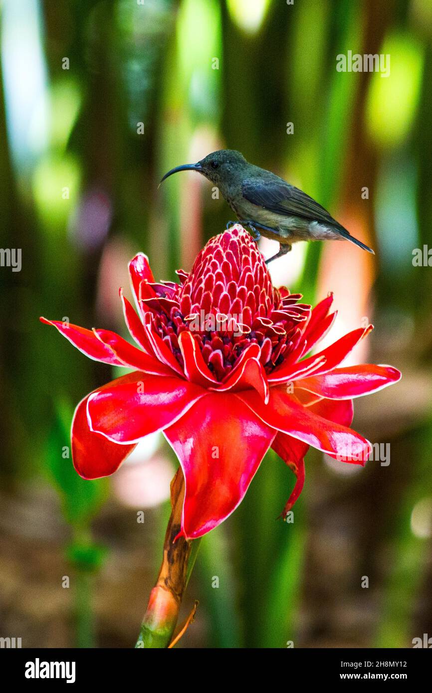 Torch ginger (Etlingera elatior) coveted by Seychelles nectar birds