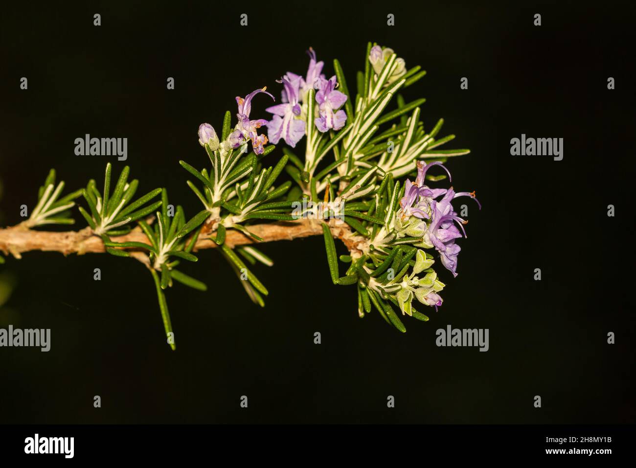 Closeup of Salvia rosmarinus, rosemary, a shrub with fragrant