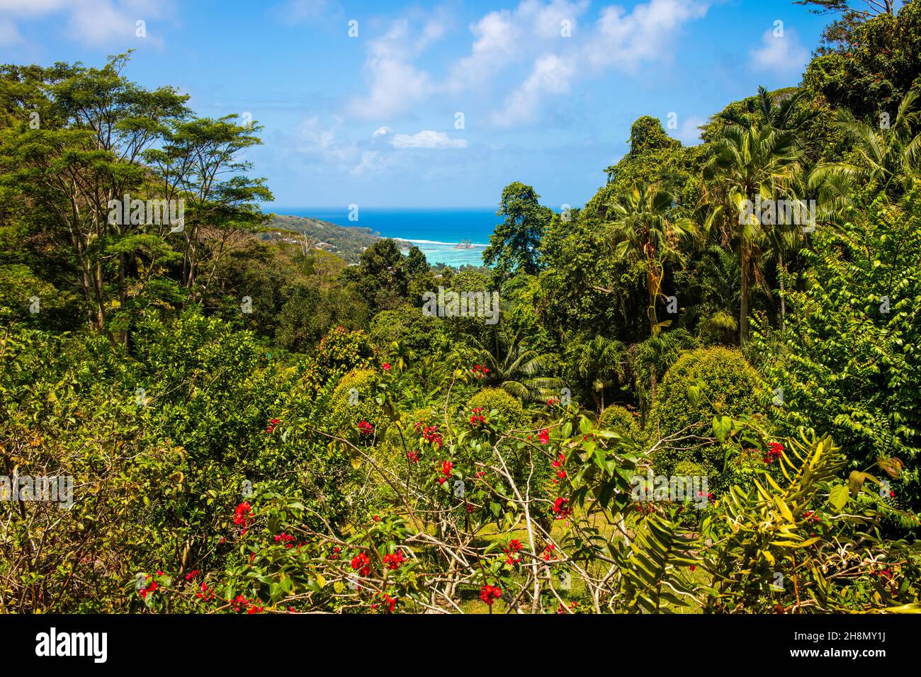 Jungle, Jardin du Roi, Seychelles, Victoria, Mahe, Seychelles Stock